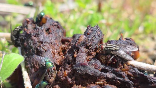 


Fierce struggle between Green Bottle Flies and Flesh Flies over food source.3
