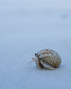 View of a solitary hermit crab, with its spiral shell, scuttling across the pale sand under the bright sun, a moment of quiet coastal life, Paje, Unguja South Region, Tanzania.