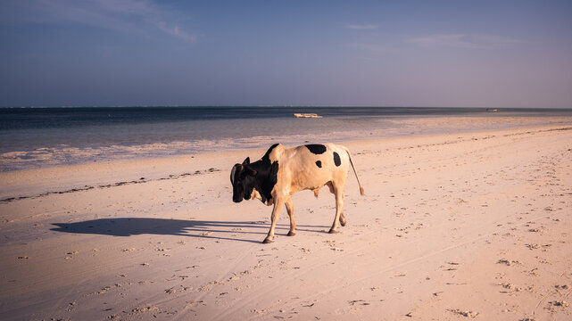 View of a cow with black and white hide walks across a sandy beach where the ocean meets the shore under a clear sky, Paje, Tanzania.