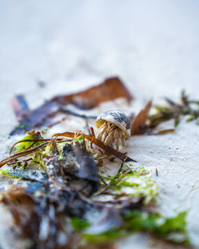 View of a tiny hermit crab emerges amidst the seaweed and sand, a miniature explorer on the vast beach, Paje, Unguja South Region, Tanzania.