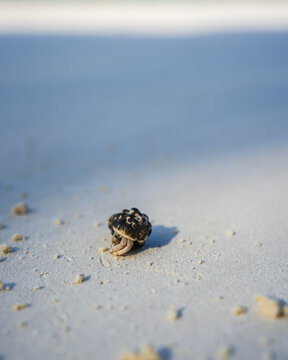 View of a tiny hermit crab scuttling across the vast expanse of white sand, a miniature explorer in a sun-drenched landscape, Paje, Unguja South Region, Tanzania.