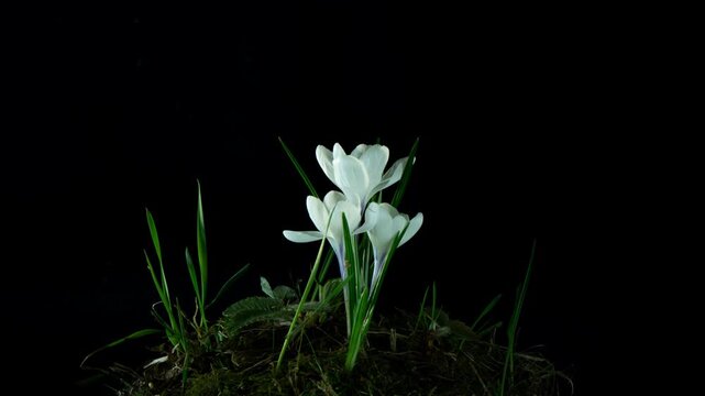 A mesmerizing time-lapse photograph capturing the gradual opening of snow-white crocus buds against a deep, pure black background. Delicate petals separate and unfurl, poetically demonstrating the awa