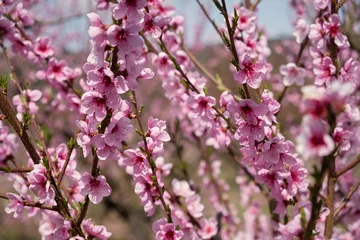 Peach branch blooms in close-up. Delicate pink spring flowers bloomed in the garden. Bright natural romantic background. A pink peach in the sunlight. The concept of spring, awakening. Gardening © Anna Pismenskova