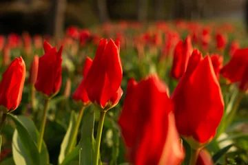 Red tulips close-up in the garden. Beautiful spring flower background. Soft focus and bright lighting. Blurred background with space for text. Flowerbed in the bright sunlight. Macro, copy space © Anna Pismenskova