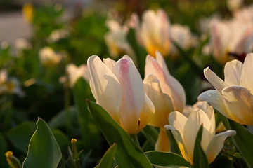 Spring flowers tulips close-up in the garden. Bright multicolored background in the sunlight. Full frame with blurred background. The concept of a holiday, Mother's Day, women's day. Landscaping parks © Anna Pismenskova