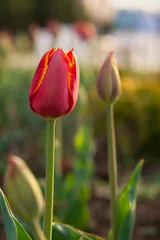 Spring flower red tulip in the garden. Macro tulip bud. Vertical composition, atmospheric blurred background. Beautiful greeting card design, festive floral pattern. Evening warm light, flower bed © Anna Pismenskova