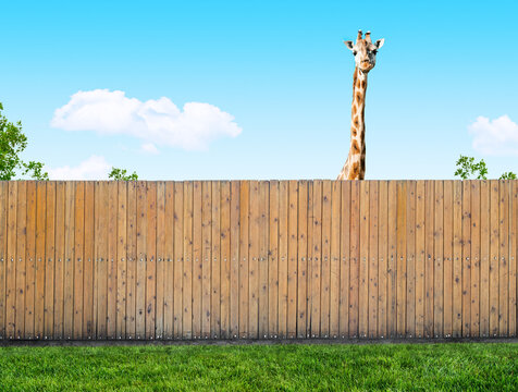 curious neighbor Giraffe peeking over wooden fence in summer garden