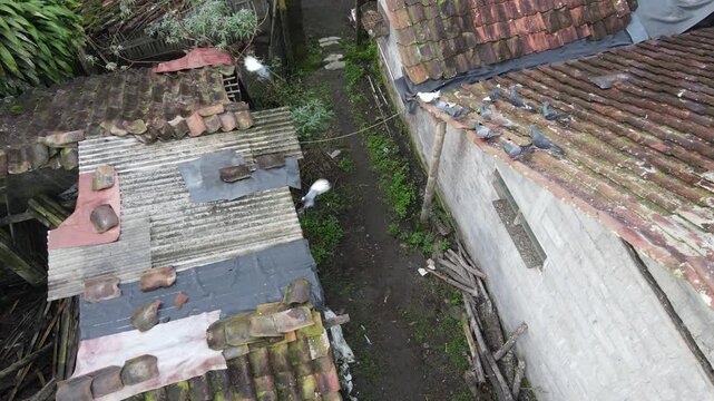 Aerial view of pigeons gathered on tiled roofs of old houses in a village