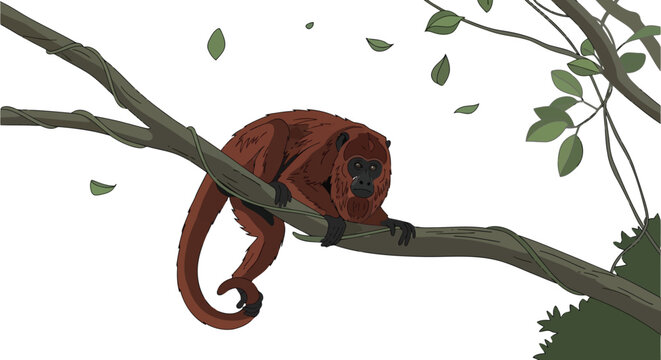 Howler monkey hanging on tree branch in deep jungle forest isolated on white background
