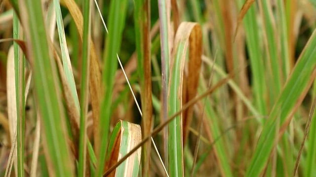 Imperata cylindrica is a type of grass with sharp leaves, which often becomes a weed in agricultural land.