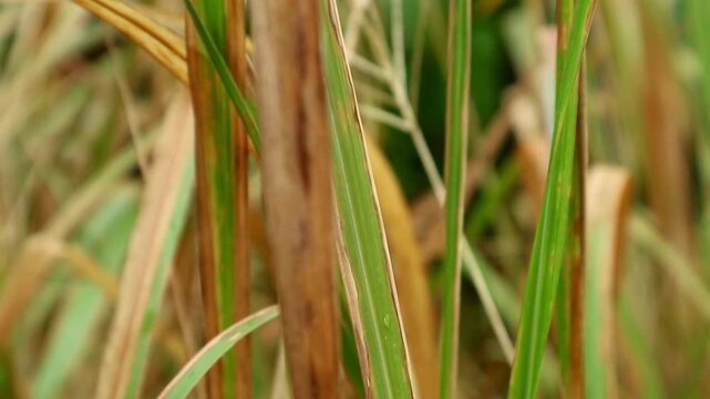 Imperata cylindrica is a type of grass with sharp leaves, which often becomes a weed in agricultural land.