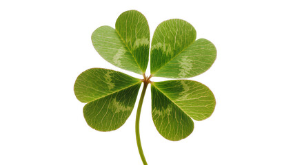 Four Leaf Clover Plant with Delicate Veins and Green Stem © Ines