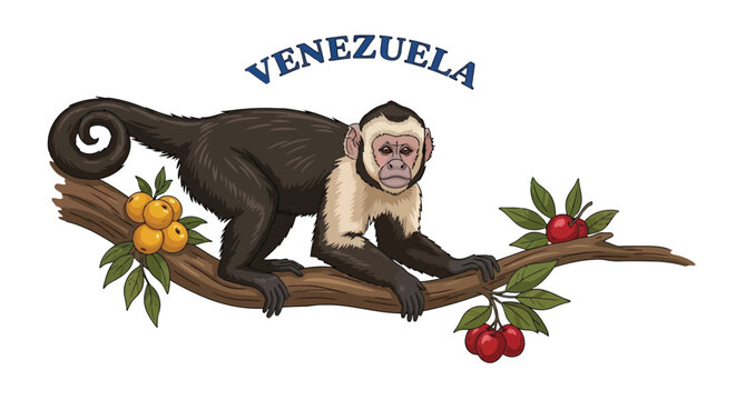 Capuchin monkey sitting on tree branch with fruit in Venezuela isolated on white background