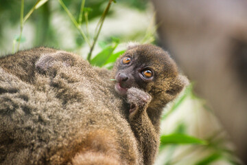 Portrait of a bamboo lemur baby sitting on its mother's back an eating leaves   Hapalemur © David Daniel