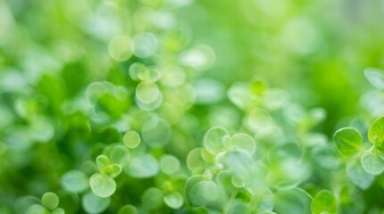 Extreme Close-Up Soft Focus Green Herbs Abstract Botanical Background © ziadi