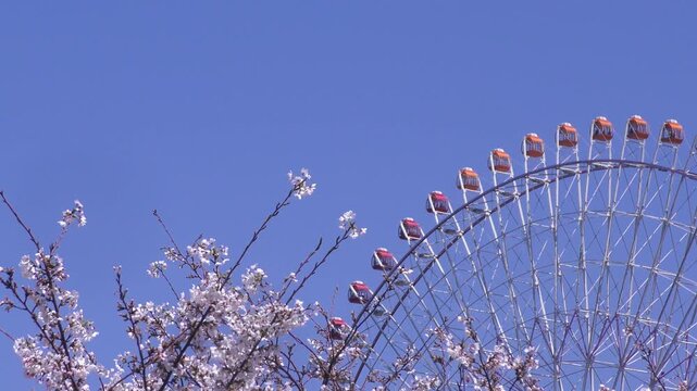 満開の桜咲く神奈川県横浜市、みなとみらい地区の満開の桜と観覧車のある風景
