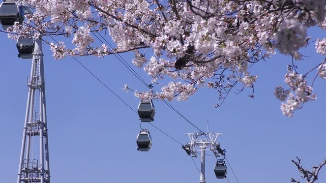 満開の桜咲く神奈川県横浜市、みなとみらい地区の満開の桜とロープウェイのある風景

