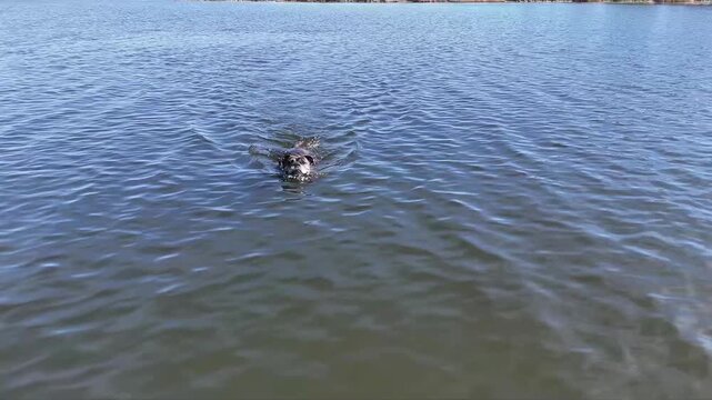 Old English Bulldog swimming towards camera in lake in natural outdoor setting