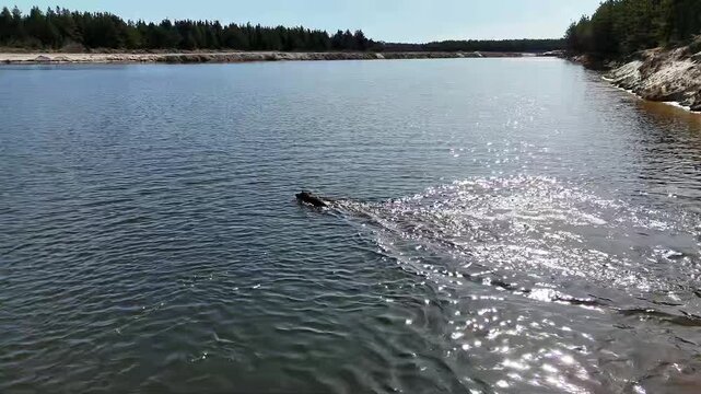 Dog swimming and retrieving stick in water in natural outdoor setting