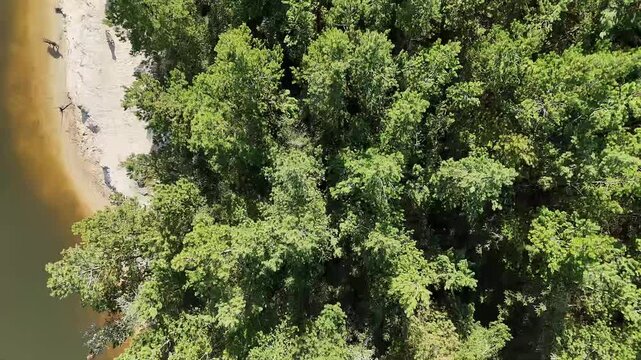 Aerial drone shot flying from forest to beach with dogs running on sand by water