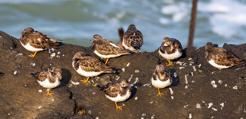 Birdwatching at IJmuiden harbour pier: group of ruddy turnstone (Arenaria interpres) sunbathing on a boulder at low tide © Roel
