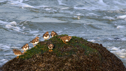 Birdwatching at IJmuiden harbour pier: group of ruddy turnstone (Arenaria interpres) sunbathing on a boulder at low tide © Roel