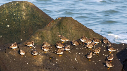 Birdwatching at IJmuiden harbour pier: group of ruddy turnstone (Arenaria interpres) sunbathing on a boulder at low tide © Roel