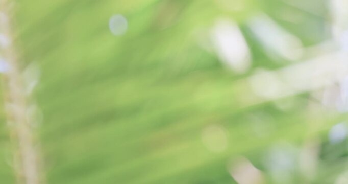Soft sunlight through coconut palm leaves with gentle blur, creating a fresh tropical and relaxing atmosphere. Ideal for backgrounds and lifestyle visuals