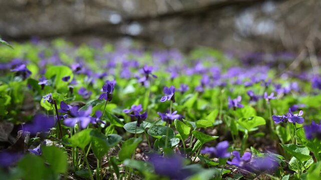 Wild Violet Flowers Carpet in Forest Spring Nature Background Shallow Depth of Field 4K 60fps