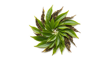 Fototapeta premium Tea leaves are arranged in a circular mandala pattern showing both fresh green and dried brown foliage.