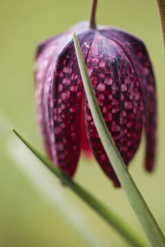 Wild, purple flower with a beautiful pattern close-up