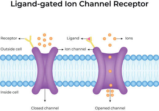 Ligand-gated Ion Channel Receptor Design Vector