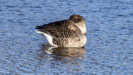 Pair of greylag geese standing in shallow water, seemingly asleep.  © Roel
