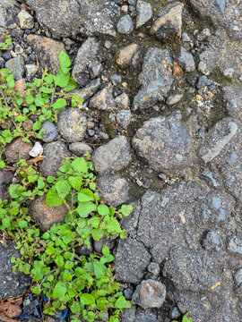 This plant is most likely Boerhavia coccinea, also known as scarlet spiderling or tar vine. This plant is a weed