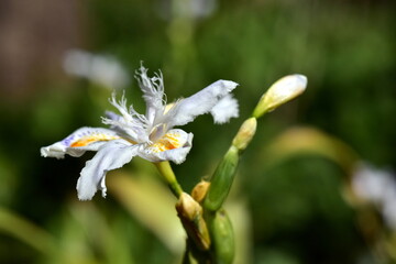 Aufgehende Blüte einer gefransten Schwertlinie © christiane65