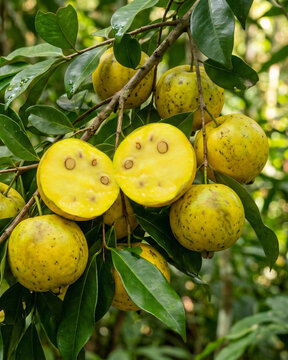 Ara&ccedil;&aacute;-Boi (Eugenia stipitata) &ndash; On Tree.