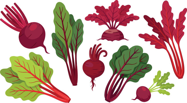 Set of beetroot vegetables and leafy beet greens in flat vector style, fresh organic root vegetable collection isolated on light background