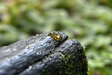 Obraz premium Resin dew drop rests on a piece of dark wood. Drop of golden sap sits on a mossy branch. Liquid amber bead clings to a cracked log surface.