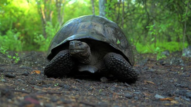 Close-Up of Galapagos Tortoise Face and Shell Detail