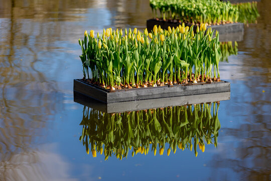 Golden yellow flowers floating on water, Tulips are plants of the genus Tulipa, Spring-blooming perennial herbaceous bulbiferous geophytes, Nature floral background, Vondelpark, Amsterdam, Netherlands