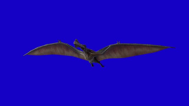 4K 12-second chromakey footage of a Thapunngaka shawi pterosaur flying on a solid blue background. Perfect for chroma keying, compositing and professional video editing.