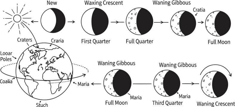 Illustration of the phases of the moon and their corresponding gravitational effects on tides