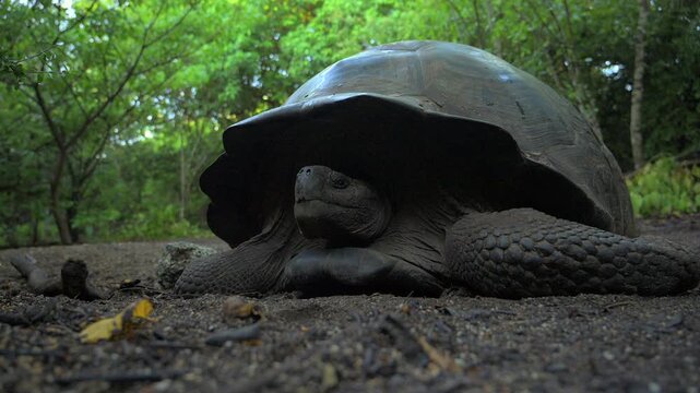 Close-Up of Galapagos Tortoise Face and Shell Detail
