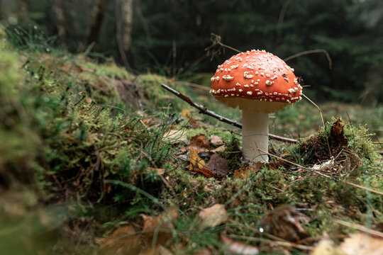 Amanita muscaria mushroom in foggy autumn pine forest with moss