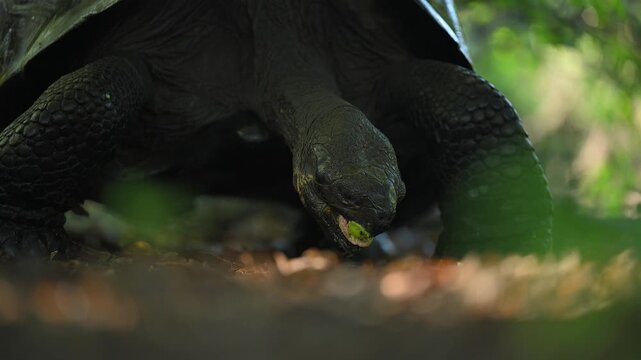 Close-Up of Galapagos Tortoise Face and Shell Detail
