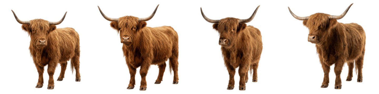Four brown highland cows PNG