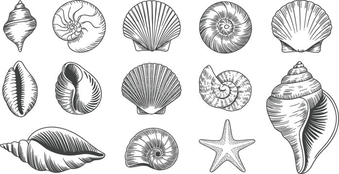Hand drawn seashell collection illustration, vintage marine shells set for beach design elements