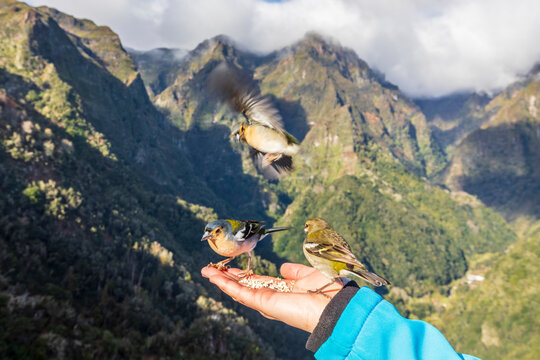 Tourist feeding Madeira chaffinches by hand at Miradouro dos Balc�es