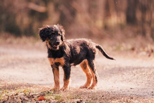 Scruffy terrier mix puppy, black and tan young dog playing outdoors
