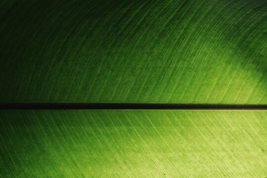 Close up of green botanical leaf with vivid natural texture